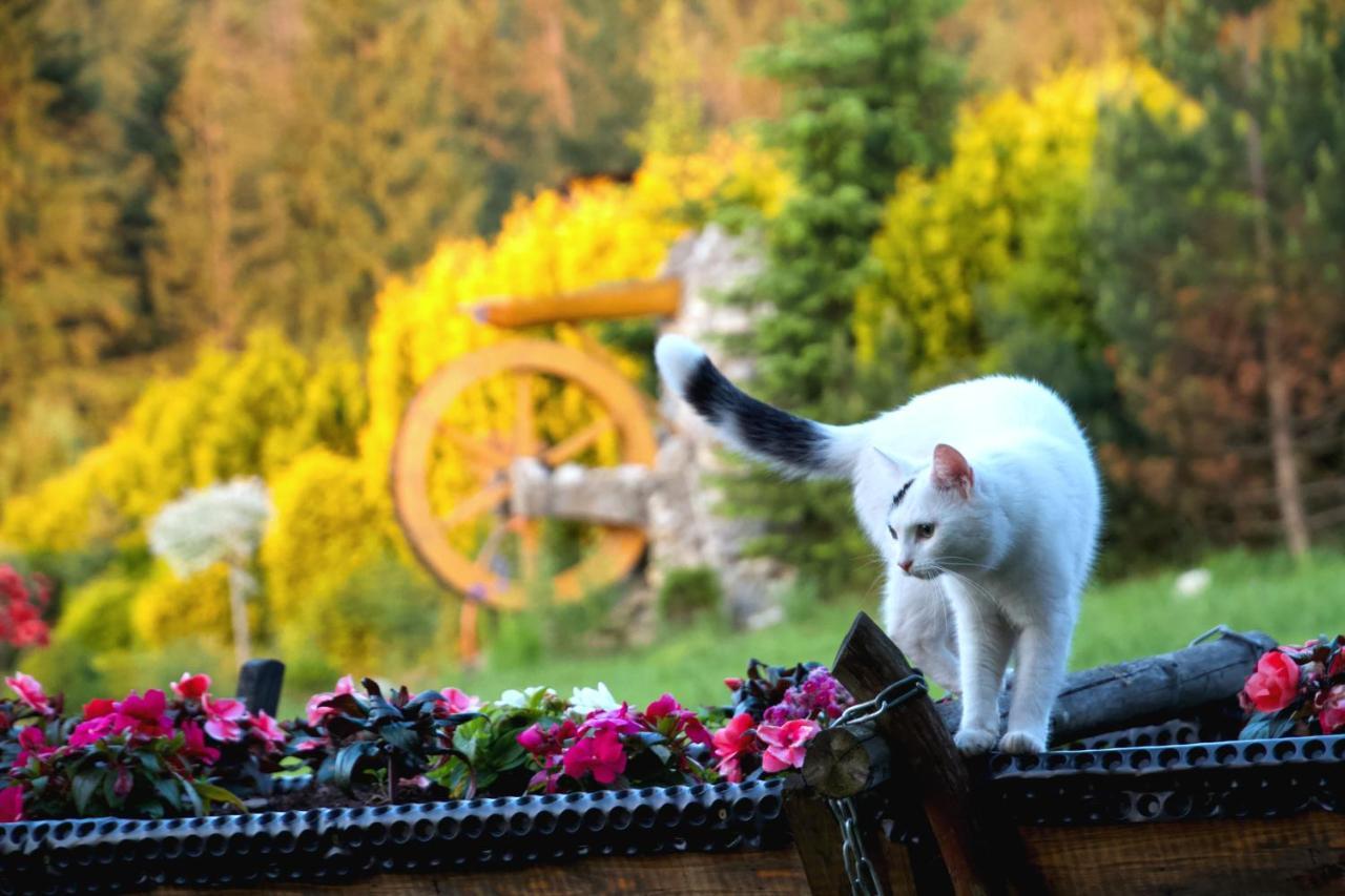 Pensjonat U Ani Zakopane Luaran gambar